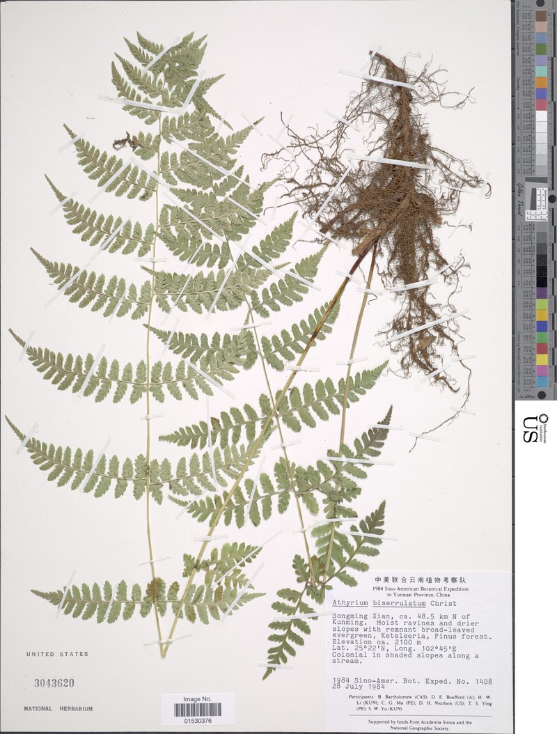 Athyrium biserrulatum photo 7