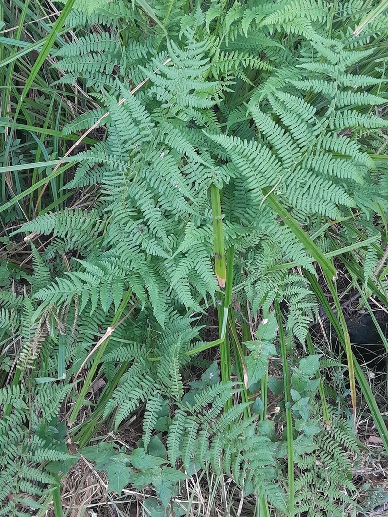 Athyrium bourgaei photo 2