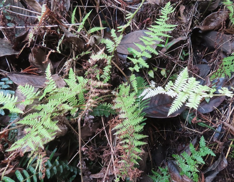 Athyrium bourgaei photo 3