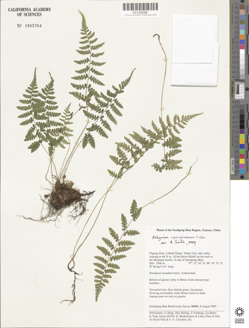 Athyrium chingianum