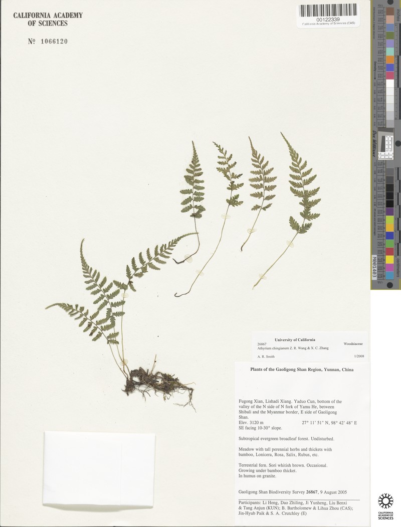 Athyrium chingianum photo 2