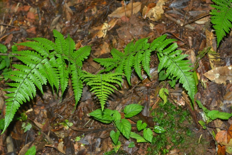 Athyrium christensenii