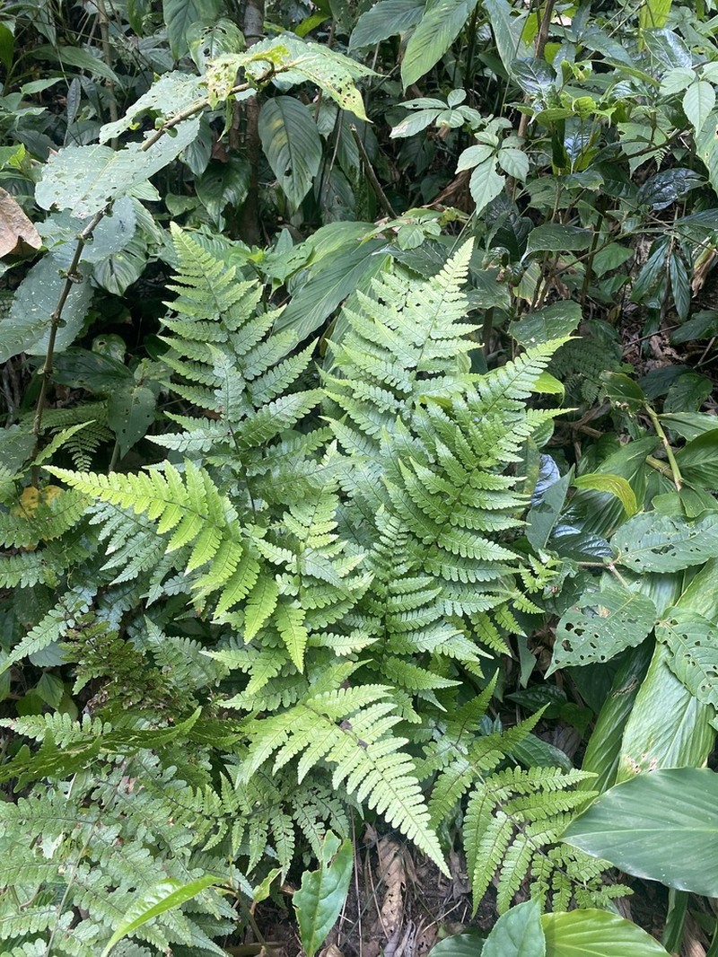 Athyrium christensenii photo 2