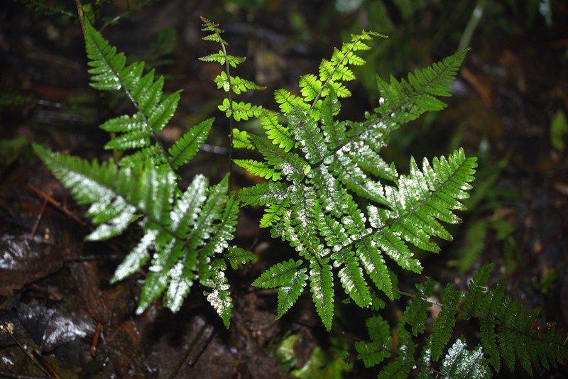 Athyrium christensenii photo 3