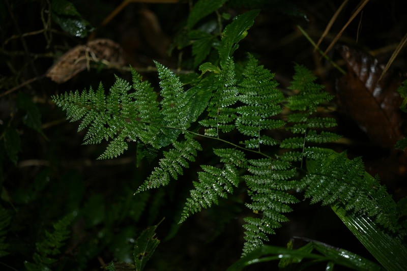 Athyrium christensenii photo 4