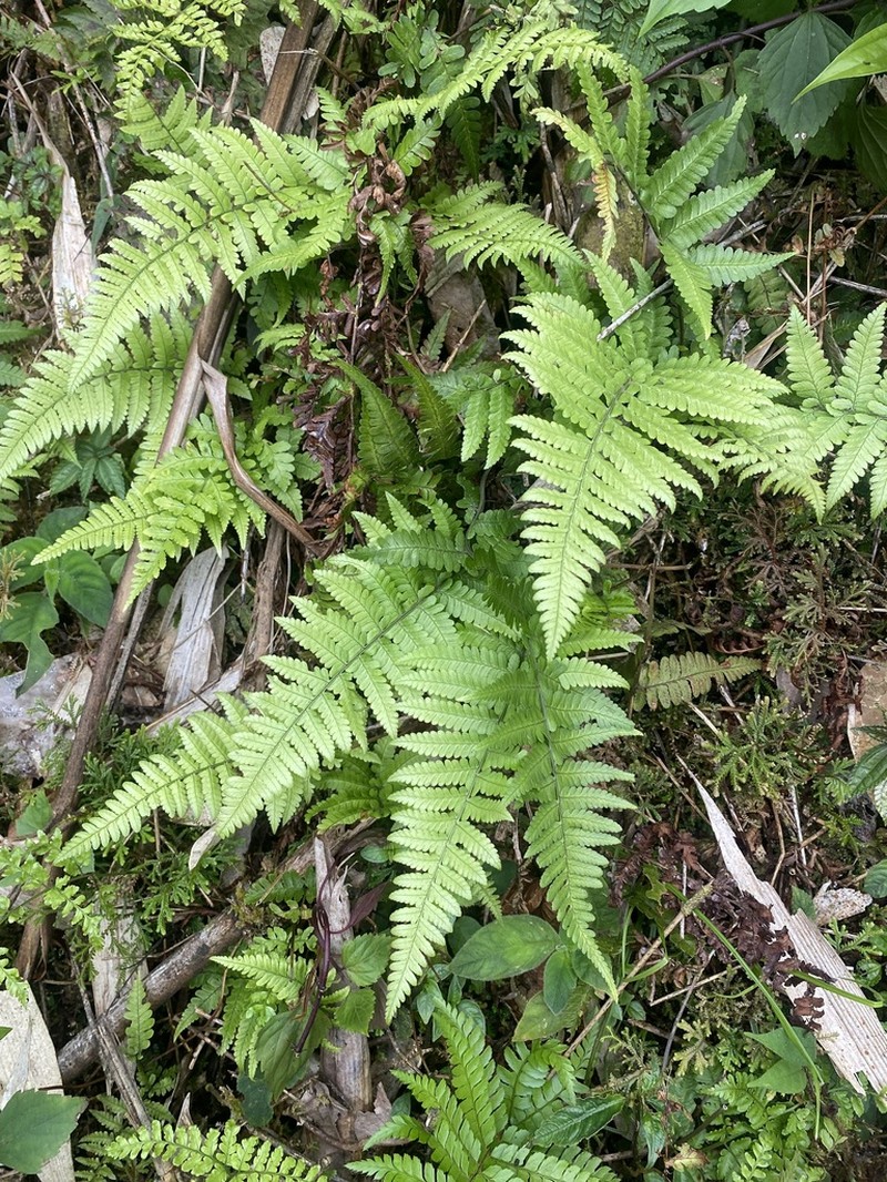 Athyrium christensenii photo 5