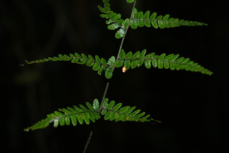 Athyrium christensenii photo 6