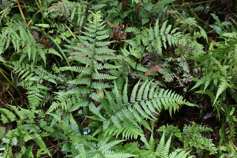 Athyrium christensenii photo 7