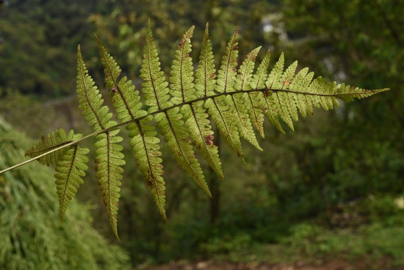 Athyrium christensenii photo 8