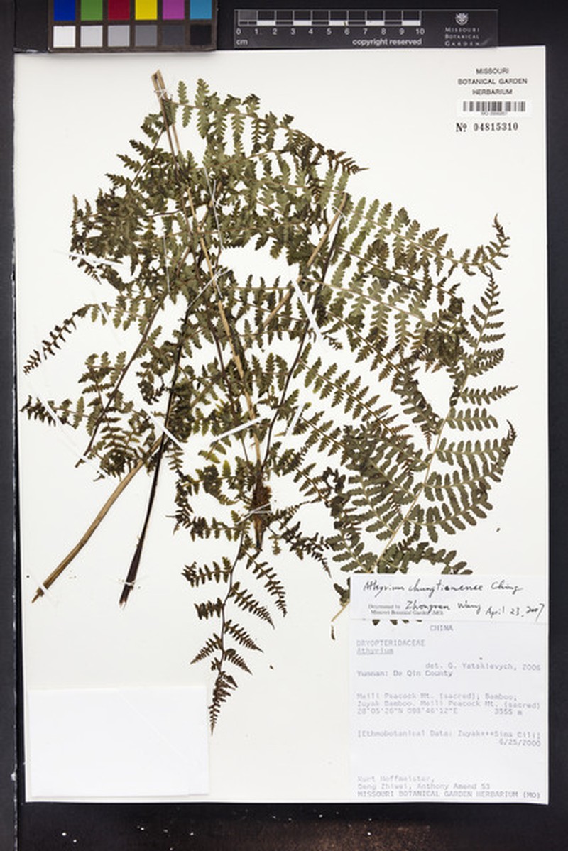Athyrium chungtienense