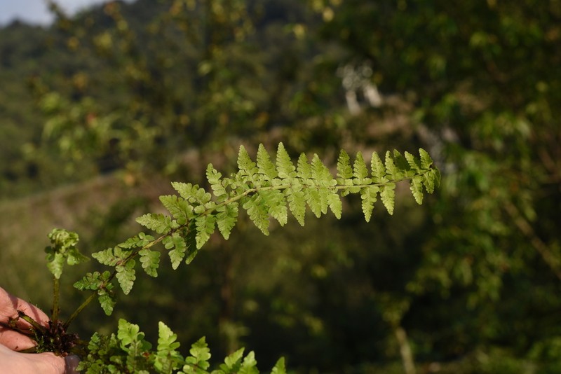 Athyrium clarkei