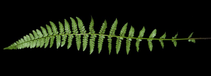 Athyrium clarkei photo 2