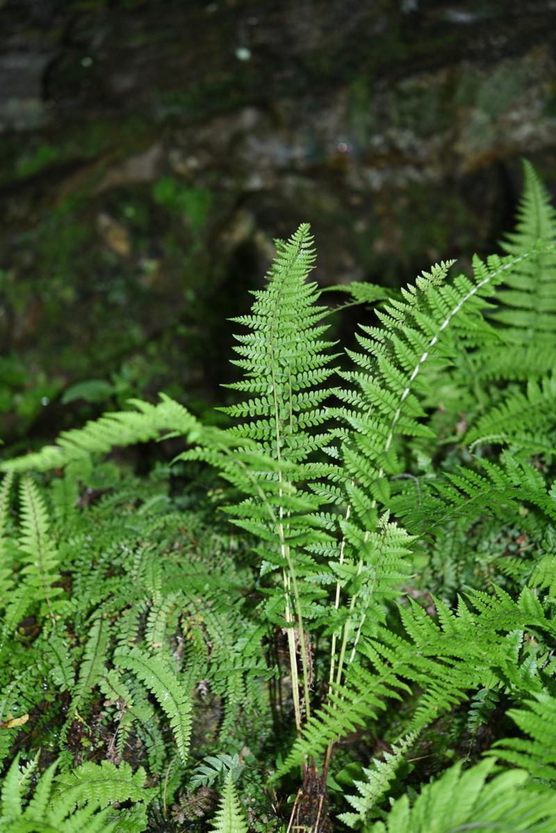 Athyrium clarkei photo 3