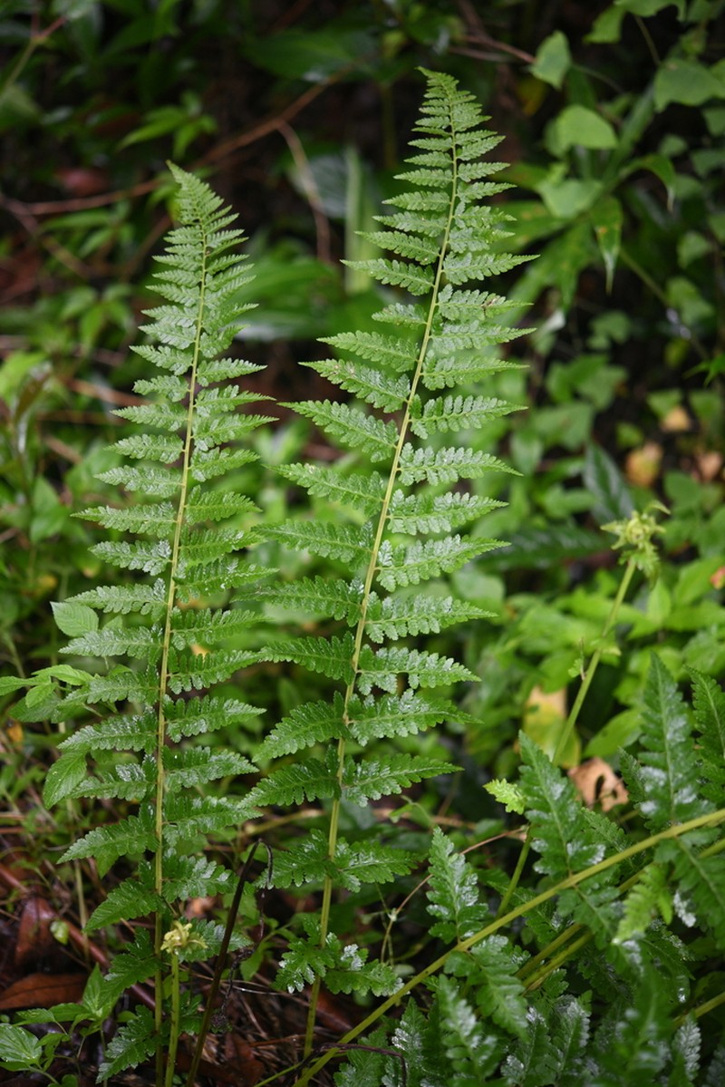 Athyrium clarkei photo 4