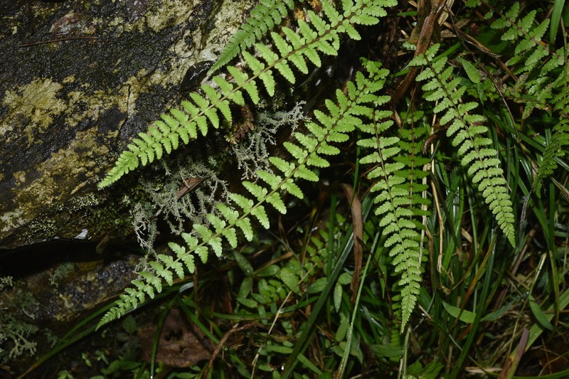 Athyrium clarkei photo 5