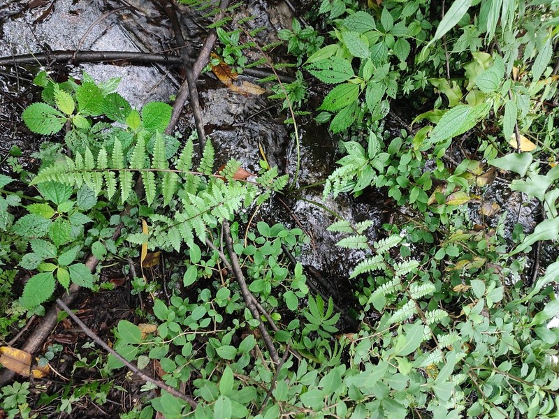 Athyrium clarkei photo 6