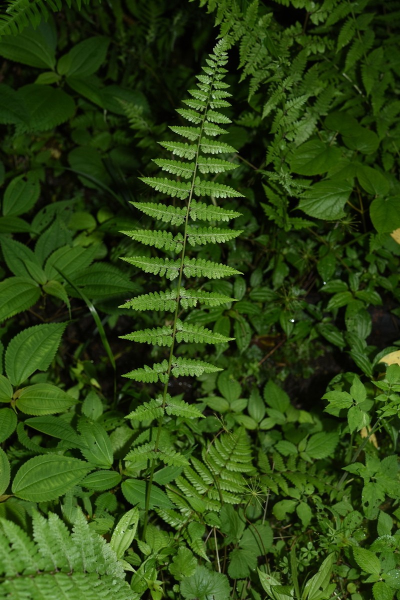 Athyrium clarkei photo 7