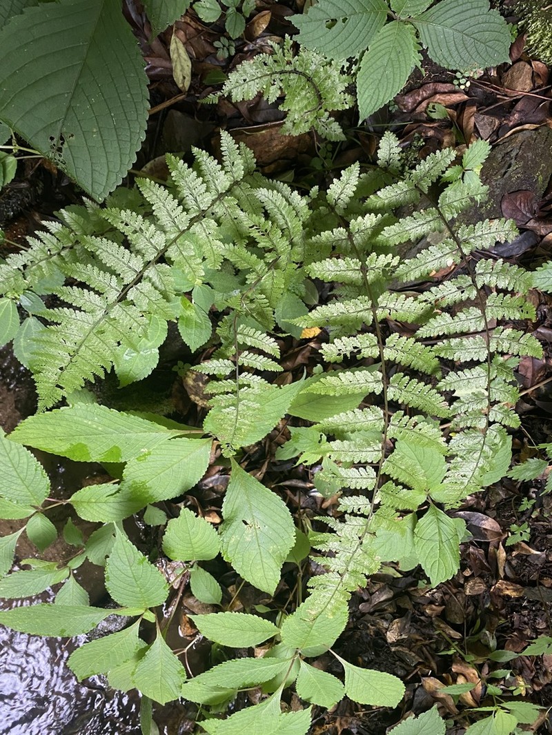 Athyrium clarkei photo 8