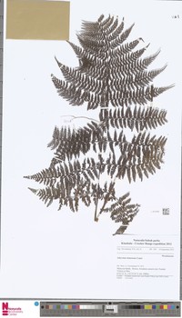 Athyrium clemensiae