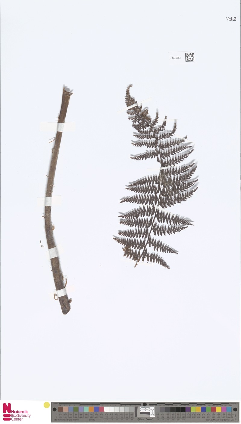 Athyrium clemensiae photo 2