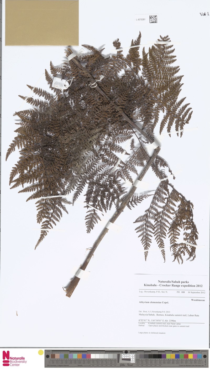 Athyrium clemensiae photo 3