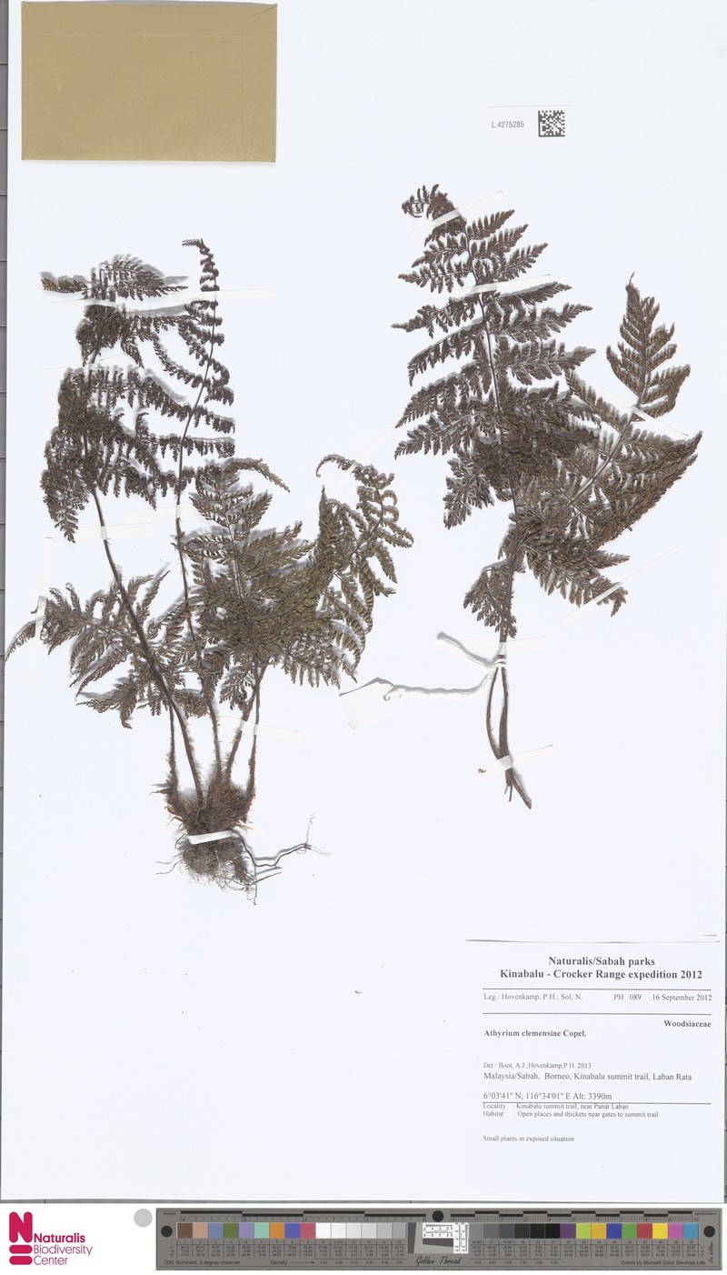 Athyrium clemensiae photo 4