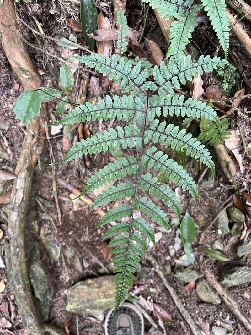 Athyrium clivicola