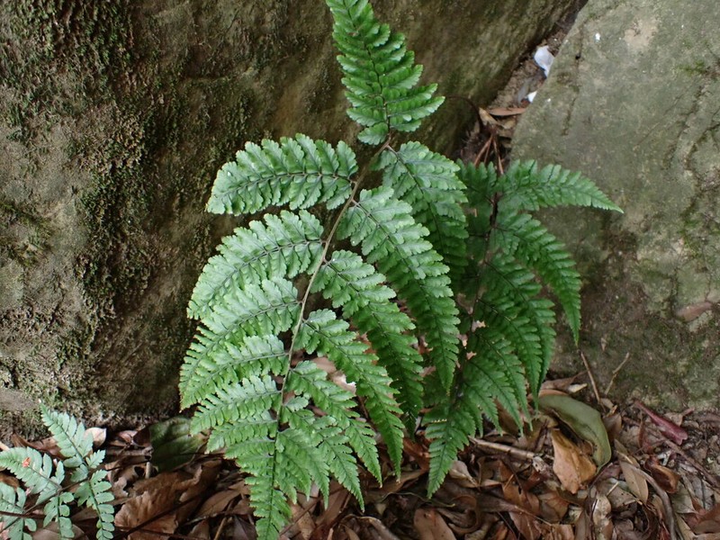 Athyrium clivicola photo 2