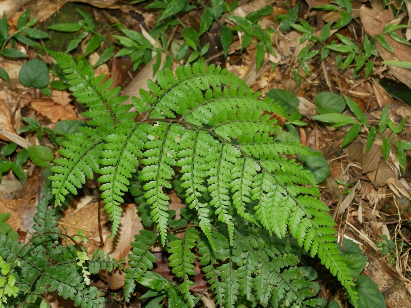 Athyrium clivicola photo 3