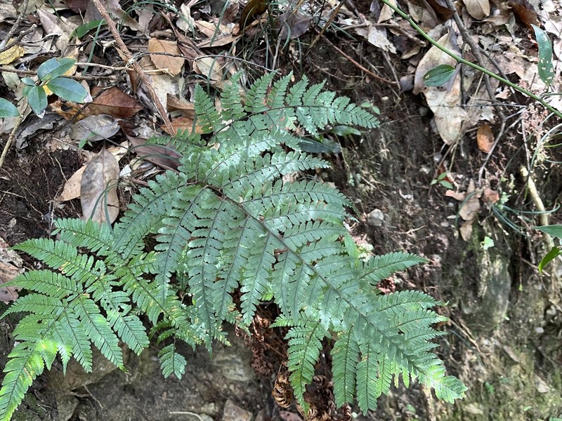 Athyrium clivicola photo 4