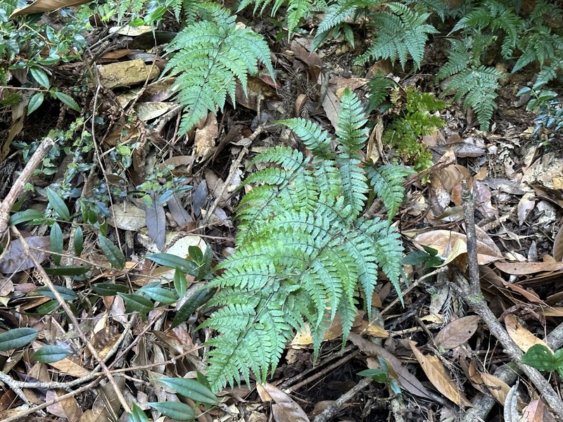 Athyrium clivicola photo 5