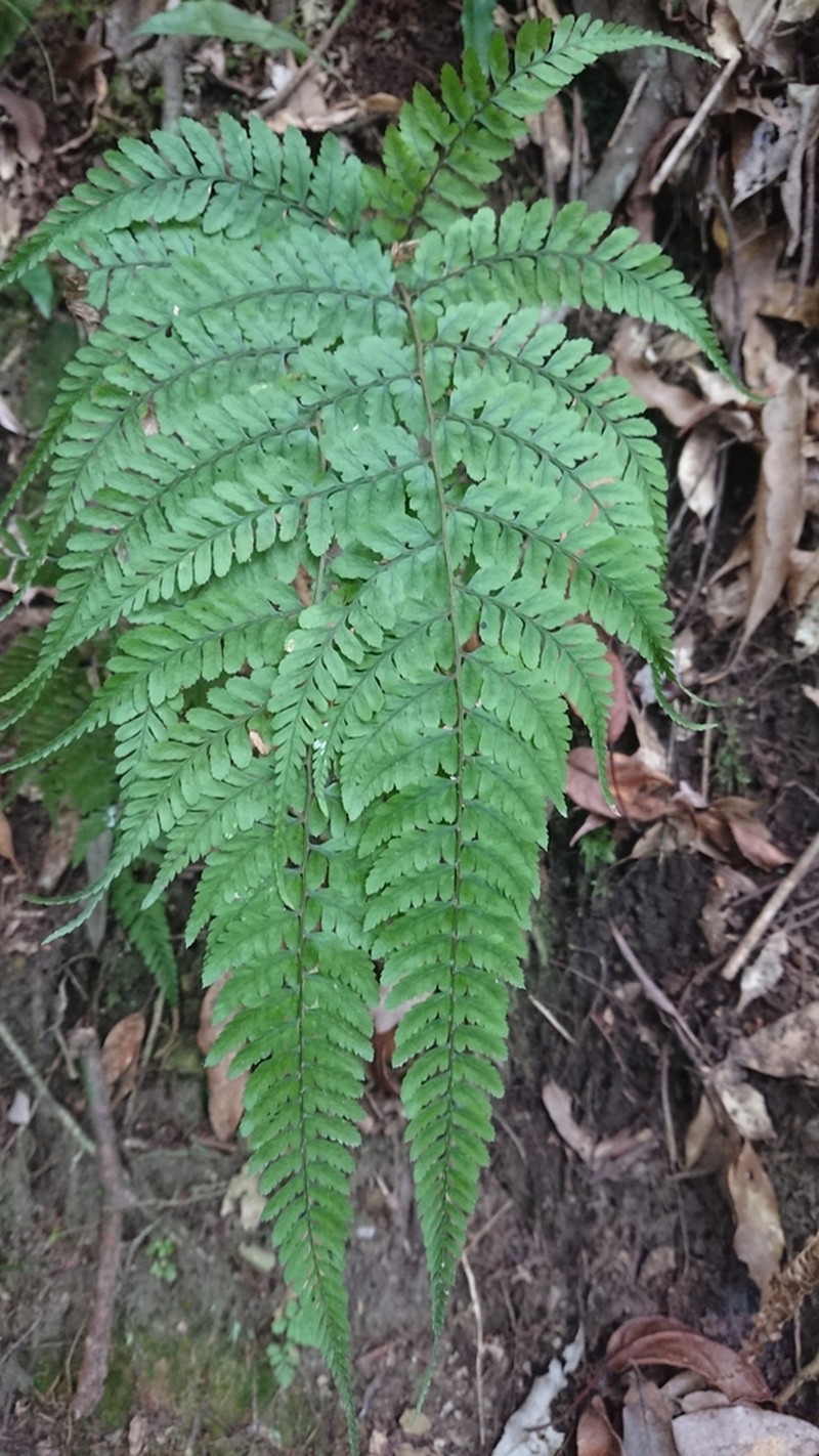Athyrium clivicola photo 6