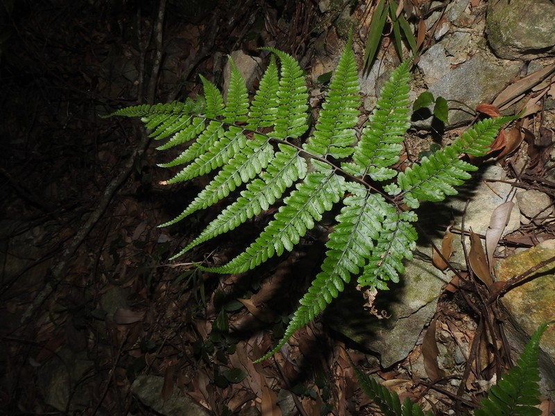Athyrium clivicola photo 7