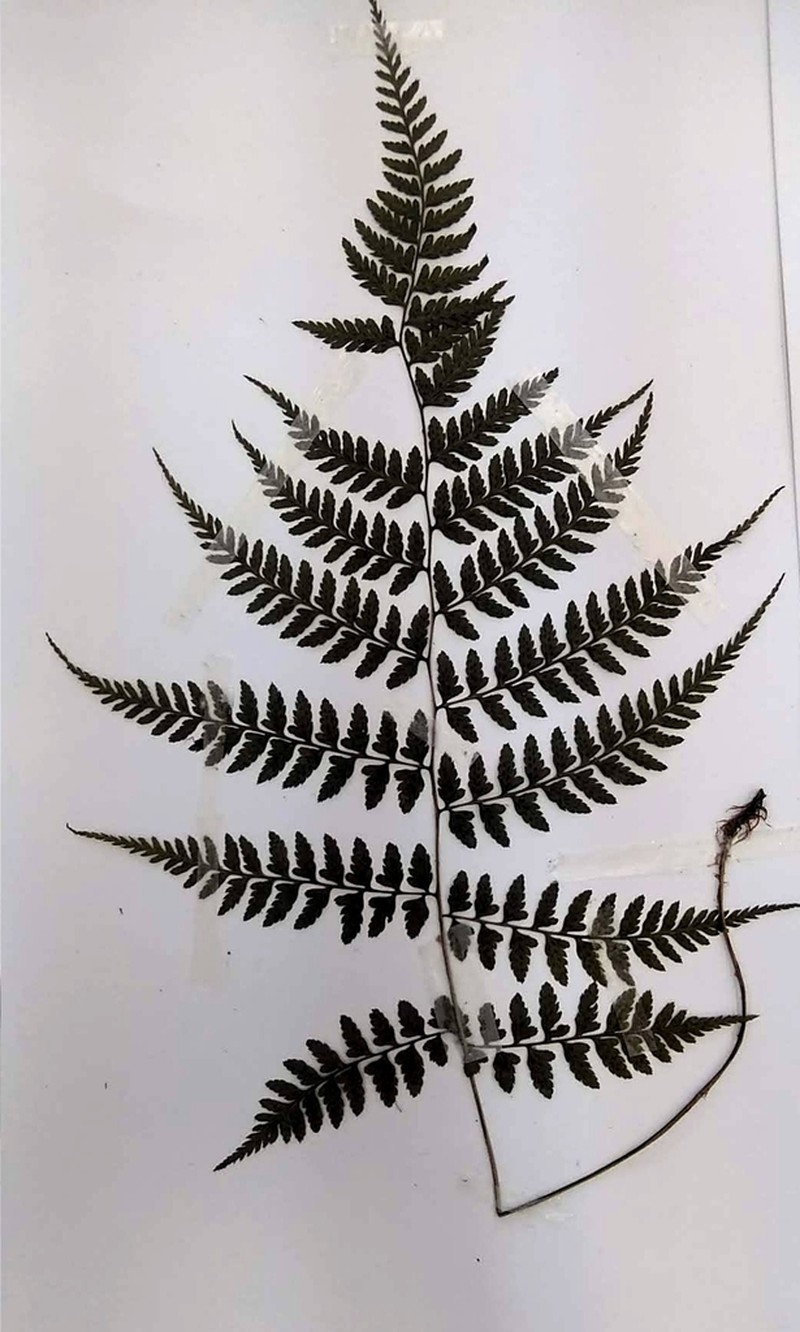 Athyrium clivicola photo 8