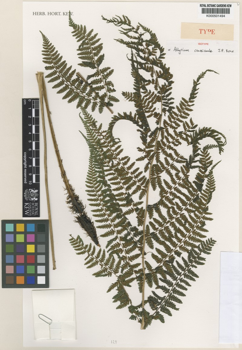 Athyrium crassicaule