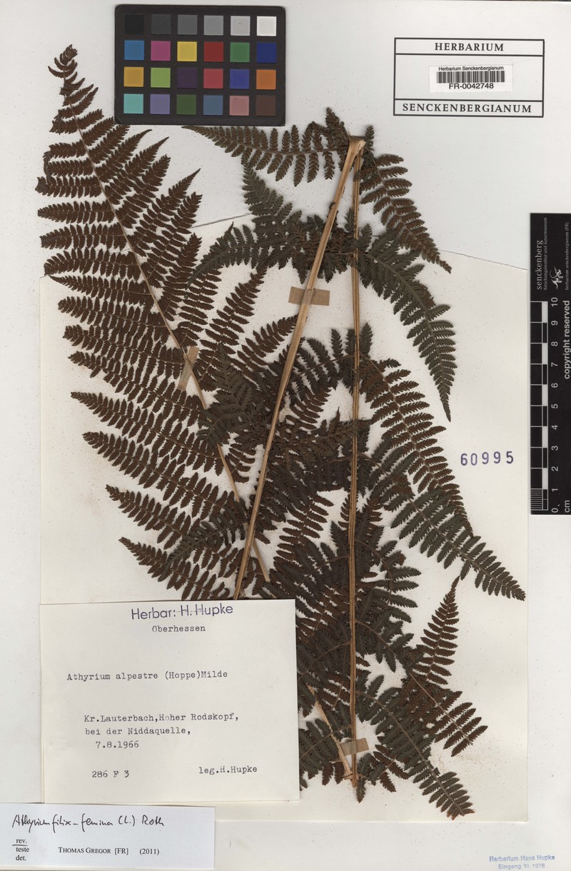 Athyrium crassicaule photo 2