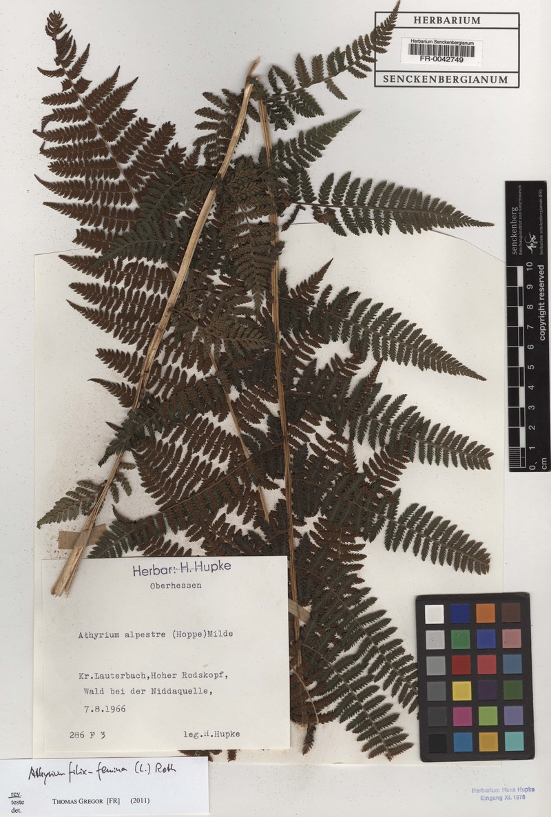 Athyrium crassicaule photo 3