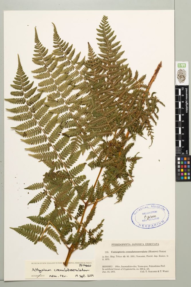 Athyrium crenulatoserrulatum