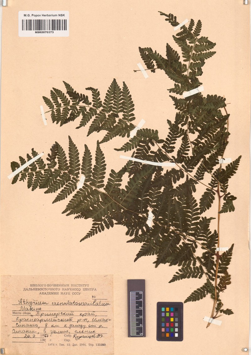 Athyrium crenulatoserrulatum photo 2