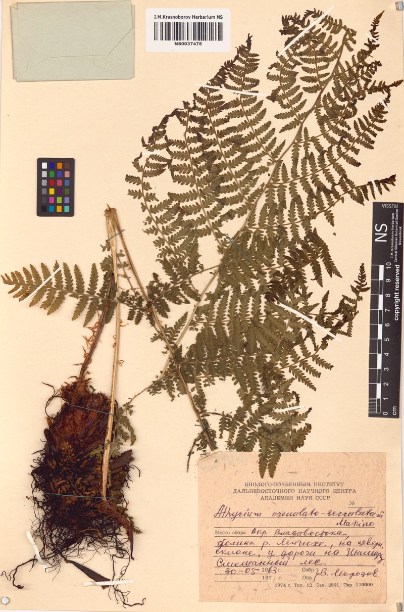 Athyrium crenulatoserrulatum photo 3