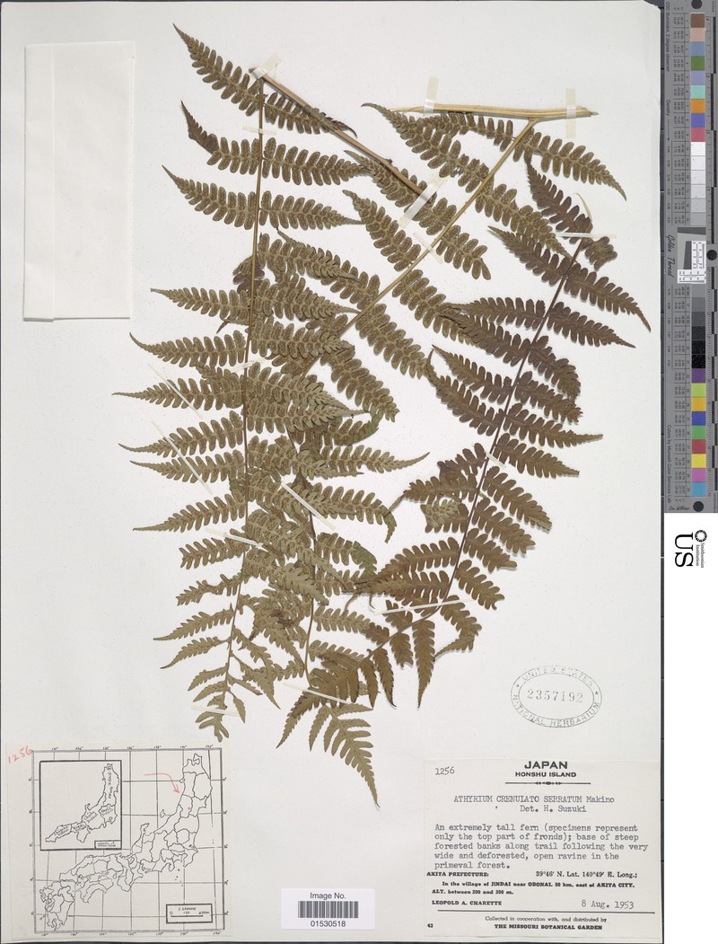 Athyrium crenulatoserrulatum photo 4