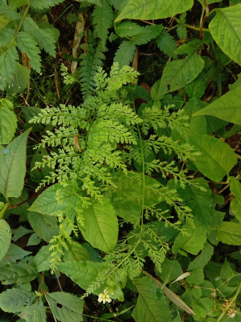 Athyrium cryptogrammoides