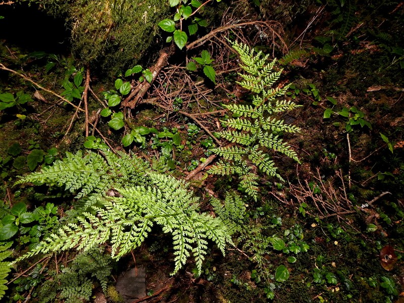 Athyrium cryptogrammoides photo 3