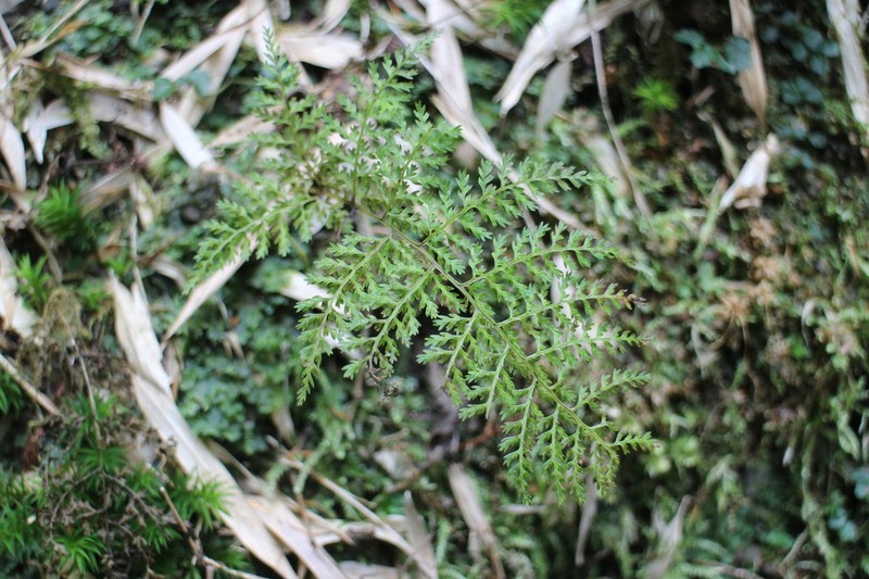 Athyrium cryptogrammoides photo 4