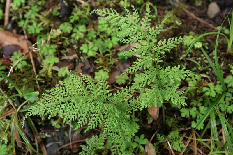 Athyrium cryptogrammoides photo 6