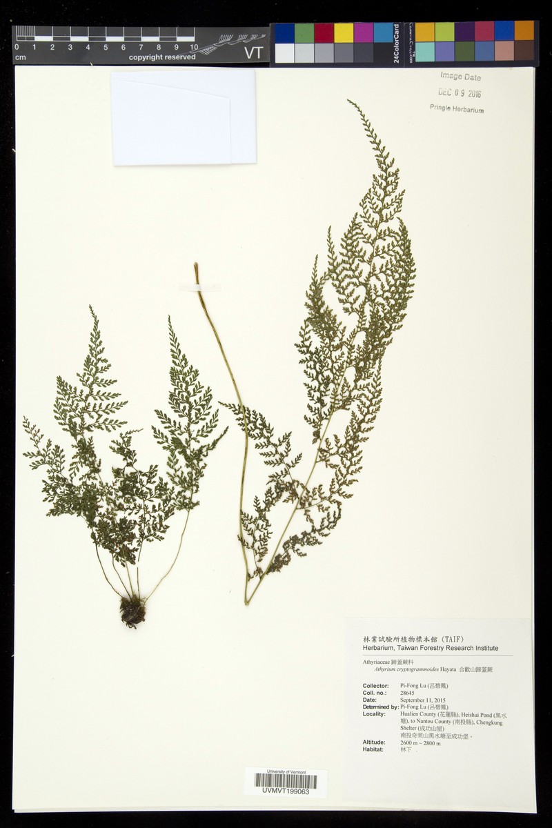 Athyrium cryptogrammoides photo 7