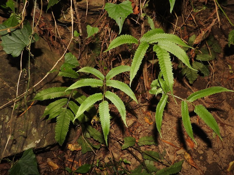 Athyrium cumingianum