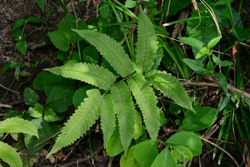 Athyrium cumingianum photo 2