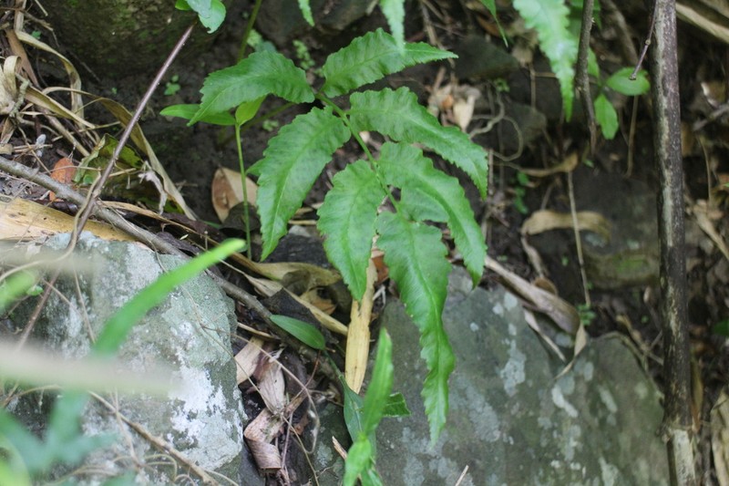 Athyrium cumingianum photo 3