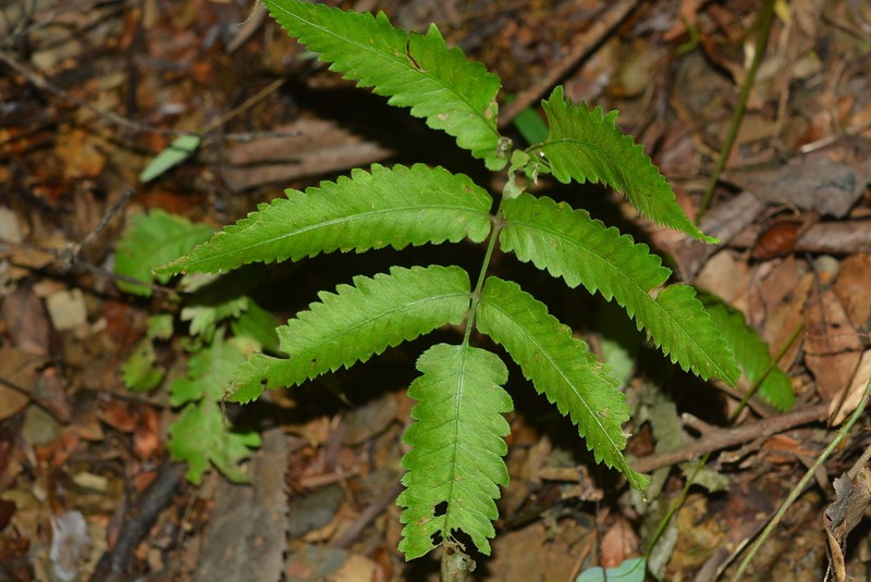 Athyrium cumingianum photo 4